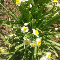 پیاز گل نرگس نهال زرشک قهستان نهال عناب نهالستان|عمدهفروشی|اصفهان, کوی شهید کشوری|دیوار