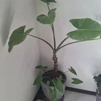 گل باباادم