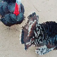 فروش بوقلمون نر محلی سرحال|حیوانات مزرعه|دهدشت, |دیوار