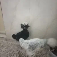 مرغلهستانی|حیوانات مزرعه|نسیمشهر, |دیوار