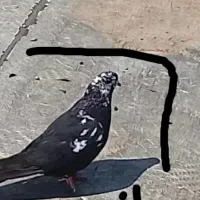کفترکله ماستی ماده حیوون خوب سرحال بپر