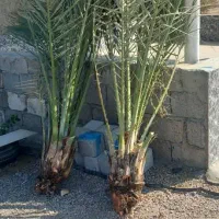 پاجوش نخل|خدمات باغبانی و درختکاری|وحدتیه, |دیوار