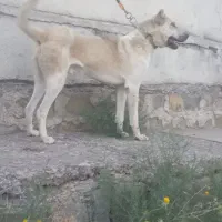 سگگ