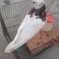 کبوتر طوقی نر