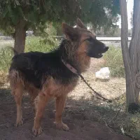 سگ ژرمن موبلند|سگ|رفسنجان, |دیوار