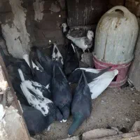 کبوتر