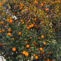 پرتقال درجه یک پیوندی|خوردنی و آشامیدنی|امیرکلا, |دیوار