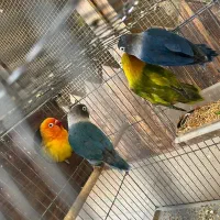 کوتوله دو جفت