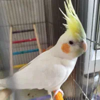 عروس هلندی|پرنده|شهر ری, شهرک نظامی|دیوار