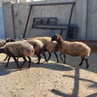 گوسفند زنده جهت قربانی|حیوانات مزرعه|کرج, دهقان ویلا|دیوار