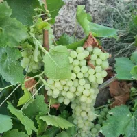 فروش باغ در بهترین لوکیشن ابهر|فروش دفتر صنعتی، کشاورزی، تجاری|ابهر, |دیوار