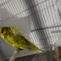 مرغ عشق پروانه ای با تخم|پرنده|تربت‌حیدریه, شهرک ولیعصر|دیوار