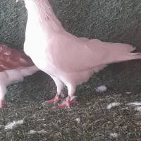 کبوتر فروشی