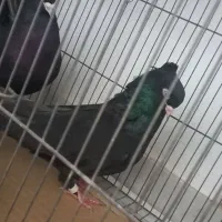 کبوتر صرب یا زاغ ابادانی|پرنده|تاکستان, |دیوار