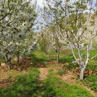 باغ|فروش خانه و ویلا|کامیاران, |دیوار