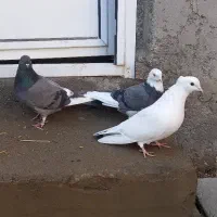 کبوتر گرفتنی|پرنده|مشگین شهر, |دیوار