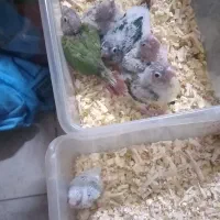 طوطی گرینچیک عروس