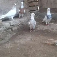 کفتر طوقی|پرنده|کبودرآهنگ, |دیوار