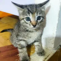 بچه گربه