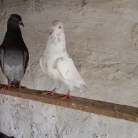 کبوتر|پرنده|قشم, |دیوار