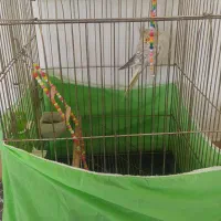 عروس هلندی بهمراه قفس