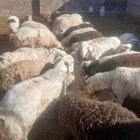 فروش بره نر