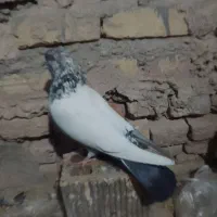 کفتر نر تهرونی کله دمی مور خمینی شهر