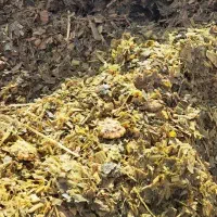 ذرت علوفه ای(بلال)