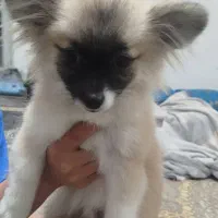 سگ پامرانین