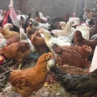 طاقچه 5ماهه