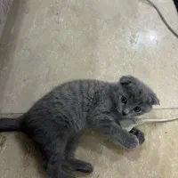 گربه اسکاتیش|گربه|تهران, اسکندری|دیوار