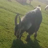 بزغاله دوبر یکسال شاخ انبری