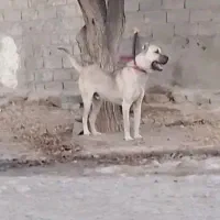 واگذاری سگ سرابی نر|سگ|اهر, |دیوار