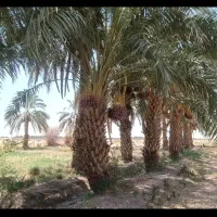 زمین کشاورزی  هرس نخل|خدمات باغبانی و درختکاری|میرجاوه, |دیوار