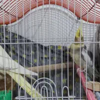 یک جفت عروس هلندی مست و آماده به همراه قفس و وسایل|پرنده|قائن, |دیوار