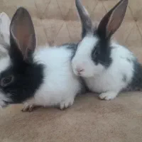 خرگوش ناز وباهوش وسالم|موش و خرگوش|تربت جام, شاد|دیوار