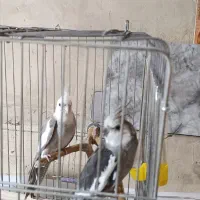 عروس هلندی جفت