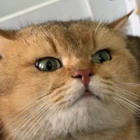 جفتگیری ny24|گربه|مشهد, هنرستان|دیوار