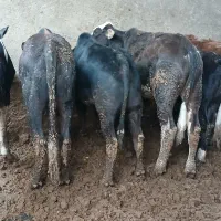 ۴ راس گوساله نر دورگ ویک گاو شکم اول برانسویس