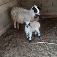 میش با بره|حیوانات مزرعه|بندرعباس, |دیوار