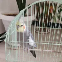 عروس هلندی نر سخنگو