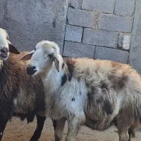 دامداری ۲۵۰ راسی|فروش دفتر صنعتی، کشاورزی، تجاری|قروه, |دیوار