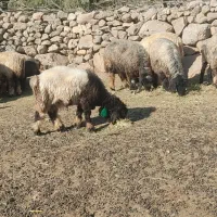 کوه نر بختیاری|حیوانات مزرعه|اندیکا, |دیوار