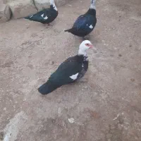 اوردک سیکا زیبا و درشت