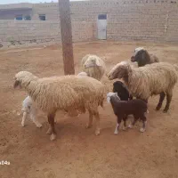 گوسفند مطافیل