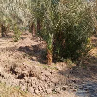 نخل برحی و اخلاص سعودی در شعیبیه روستای رمانه