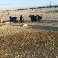 چپش بز بره درجه یک ایلاق|حیوانات مزرعه|اندیمشک, |دیوار