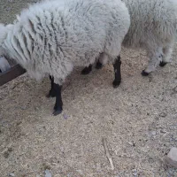 فروش بره نر