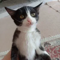 واگذاری گربه