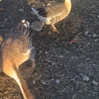 قو غاز|حیوانات مزرعه|سرپل ذهاب, |دیوار